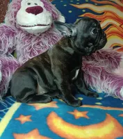 Pepper, a female Frenchton for sale in Elberta, AL – 3 of 10