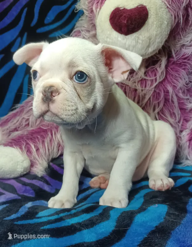 Lex – Frenchton puppy for sale in Elberta, AL
