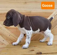 Goose, a male German Shorthaired Pointer for sale in Elberta, AL – Photo 4 of 5
