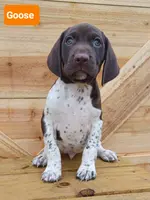 Goose, a male German Shorthaired Pointer for sale in Elberta, AL – Photo 3 of 5