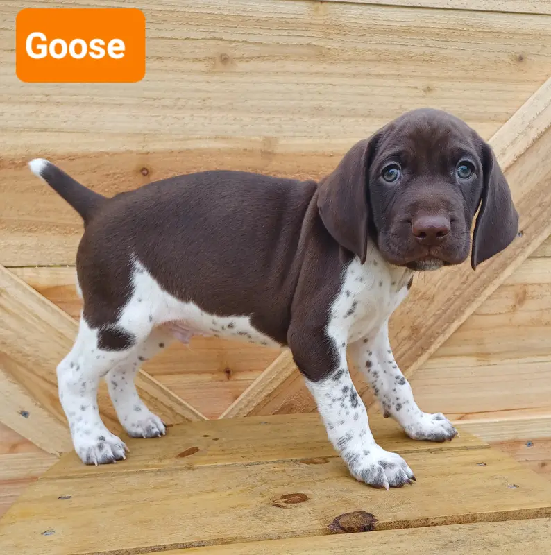 Goose