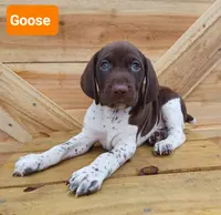Goose, a male German Shorthaired Pointer for sale in Elberta, AL – Photo 2 of 5