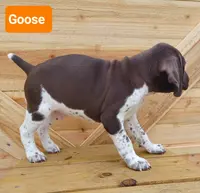 Goose, a male German Shorthaired Pointer for sale in Elberta, AL – Photo 5 of 5
