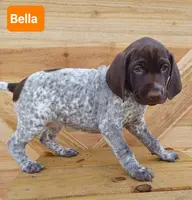 Bella, a female German Shorthaired Pointer for sale in Elberta, AL – Photo 1 of 5