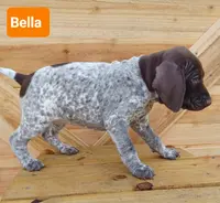 Bella, a female German Shorthaired Pointer for sale in Elberta, AL – Photo 4 of 5