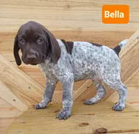 Bella, a female German Shorthaired Pointer for sale in Elberta, AL – Photo 5 of 5