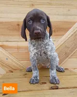 Bella, a female German Shorthaired Pointer for sale in Elberta, AL – Photo 2 of 5