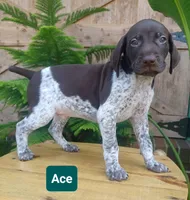 Ace, a male German Shorthaired Pointer for sale in Elberta, AL – 2 of 8