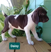 Daisy, a female German Shorthaired Pointer for sale in Elberta, AL – 3 of 7