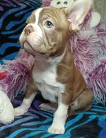 Beau, a male Frenchton for sale in Elberta, AL – 9 of 10