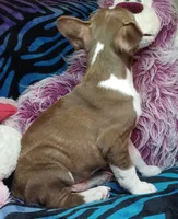 Beau, a male Frenchton for sale in Elberta, AL – 6 of 10