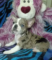 Dolly , a female Frenchton for sale in Elberta, AL – 4 of 9