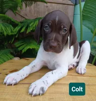 Colt, a male German Shorthaired Pointer for sale in Elberta, AL – 5 of 8