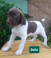 Bella, a female German Shorthaired Pointer for sale in Elberta, AL – 3 of 8