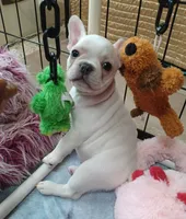 Moony, a male Frenchton for sale in Elberta, AL – 2 of 7