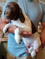 Bo, a male German Shorthaired Pointer for sale in Elberta, AL – Photo 2 of 9