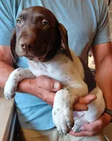 Bo, a male German Shorthaired Pointer for sale in Elberta, AL – Photo 9 of 9