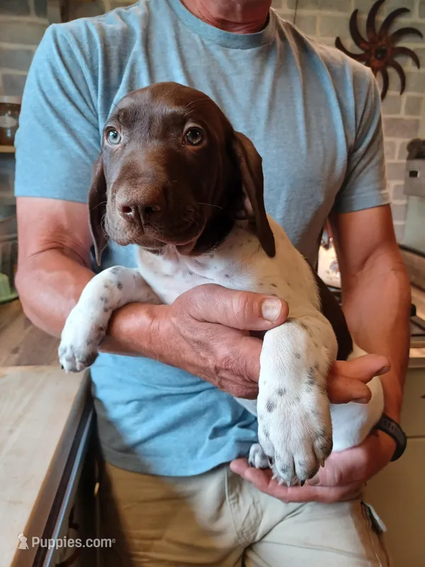 Bo – German Shorthaired Pointer puppy for sale in Elberta, AL