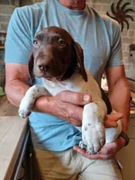 Bo, a male German Shorthaired Pointer for sale in Elberta, AL – Photo 1 of 9