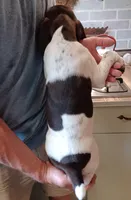 Bo, a male German Shorthaired Pointer for sale in Elberta, AL – Photo 6 of 9