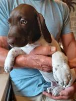 Bo, a male German Shorthaired Pointer for sale in Elberta, AL – Photo 4 of 9
