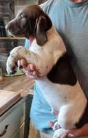 Bo, a male German Shorthaired Pointer for sale in Elberta, AL – Photo 7 of 9