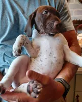 Bo, a male German Shorthaired Pointer for sale in Elberta, AL – Photo 8 of 9
