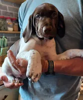 Bo, a male German Shorthaired Pointer for sale in Elberta, AL – Photo 5 of 9
