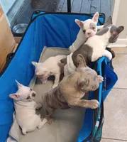 Stormy, a female Frenchton for sale in Elberta, AL – 9 of 10