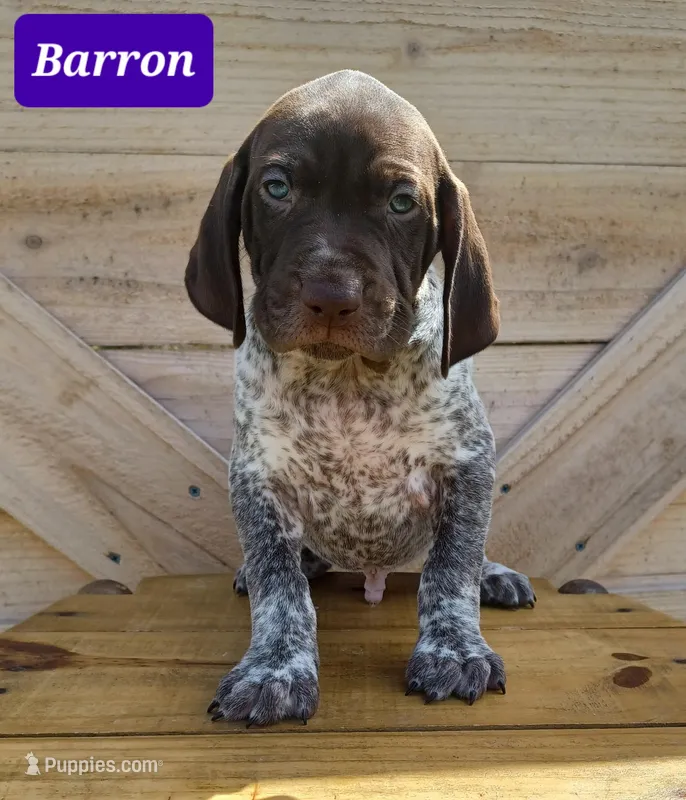 Barron – German Shorthaired Pointer puppy for sale in Elberta, AL
