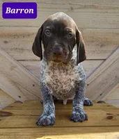Barron, a male German Shorthaired Pointer for sale in Elberta, AL – Photo 1 of 6
