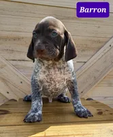 Barron, a male German Shorthaired Pointer for sale in Elberta, AL – Photo 6 of 6