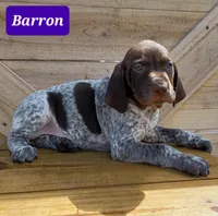 Barron, a male German Shorthaired Pointer for sale in Elberta, AL – Photo 5 of 6
