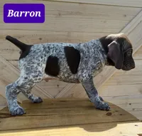 Barron, a male German Shorthaired Pointer for sale in Elberta, AL – Photo 3 of 6
