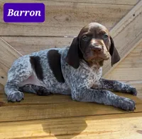 Barron, a male German Shorthaired Pointer for sale in Elberta, AL – Photo 4 of 6
