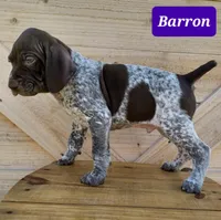 Barron, a male German Shorthaired Pointer for sale in Elberta, AL – Photo 2 of 6