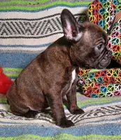 HATTIE, a female Frenchton for sale in Elberta, AL – Photo 4 of 8