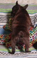 HATTIE, a female Frenchton for sale in Elberta, AL – Photo 8 of 8