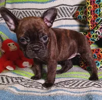 HATTIE, a female Frenchton for sale in Elberta, AL – Photo 6 of 8