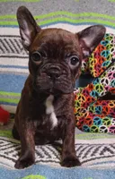 HATTIE, a female Frenchton for sale in Elberta, AL – Photo 7 of 8