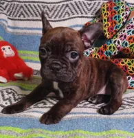 HATTIE, a female Frenchton for sale in Elberta, AL – Photo 1 of 8