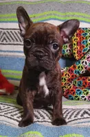 HATTIE, a female Frenchton for sale in Elberta, AL – Photo 5 of 8