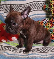 HATTIE, a female Frenchton for sale in Elberta, AL – Photo 2 of 8