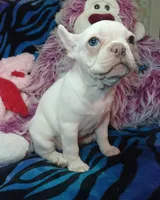 Sugar, a female Frenchton for sale in Elberta, AL – 6 of 10