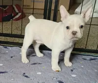 Moony, a male Frenchton for sale in Elberta, AL – 6 of 7