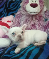 Sugar, a female Frenchton for sale in Elberta, AL – 5 of 10