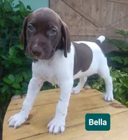 Bella, a female German Shorthaired Pointer for sale in Elberta, AL – 2 of 8