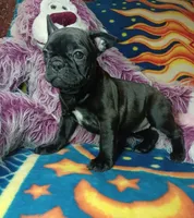 Pepper, a female Frenchton for sale in Elberta, AL – 4 of 10