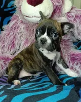 Bodie, a male Frenchton for sale in Elberta, AL – 6 of 8