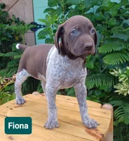 Fiona , a female German Shorthaired Pointer for sale in Elberta, AL – 2 of 8